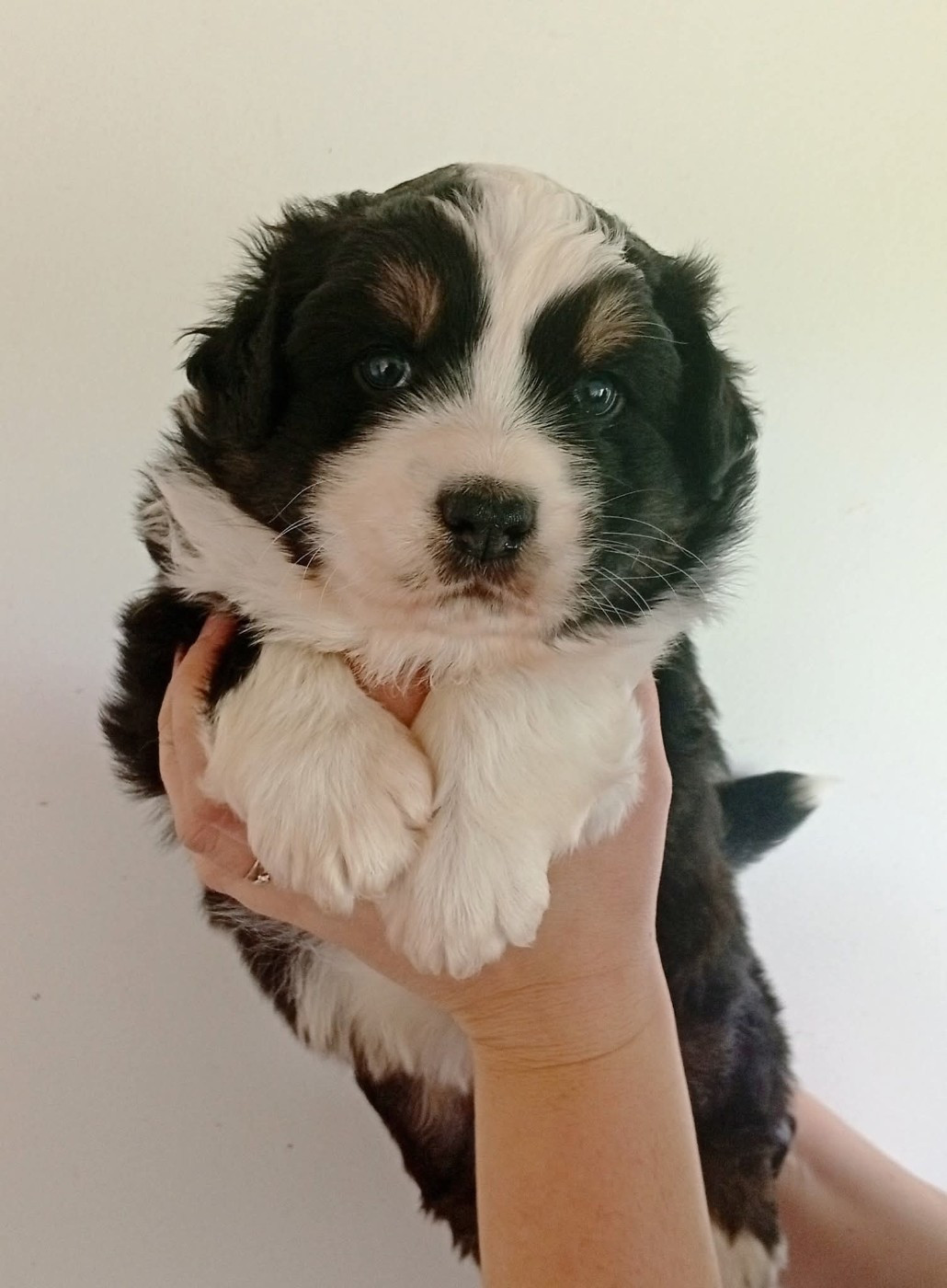 Du Berry Noir - Chiots disponibles - Berger Australien