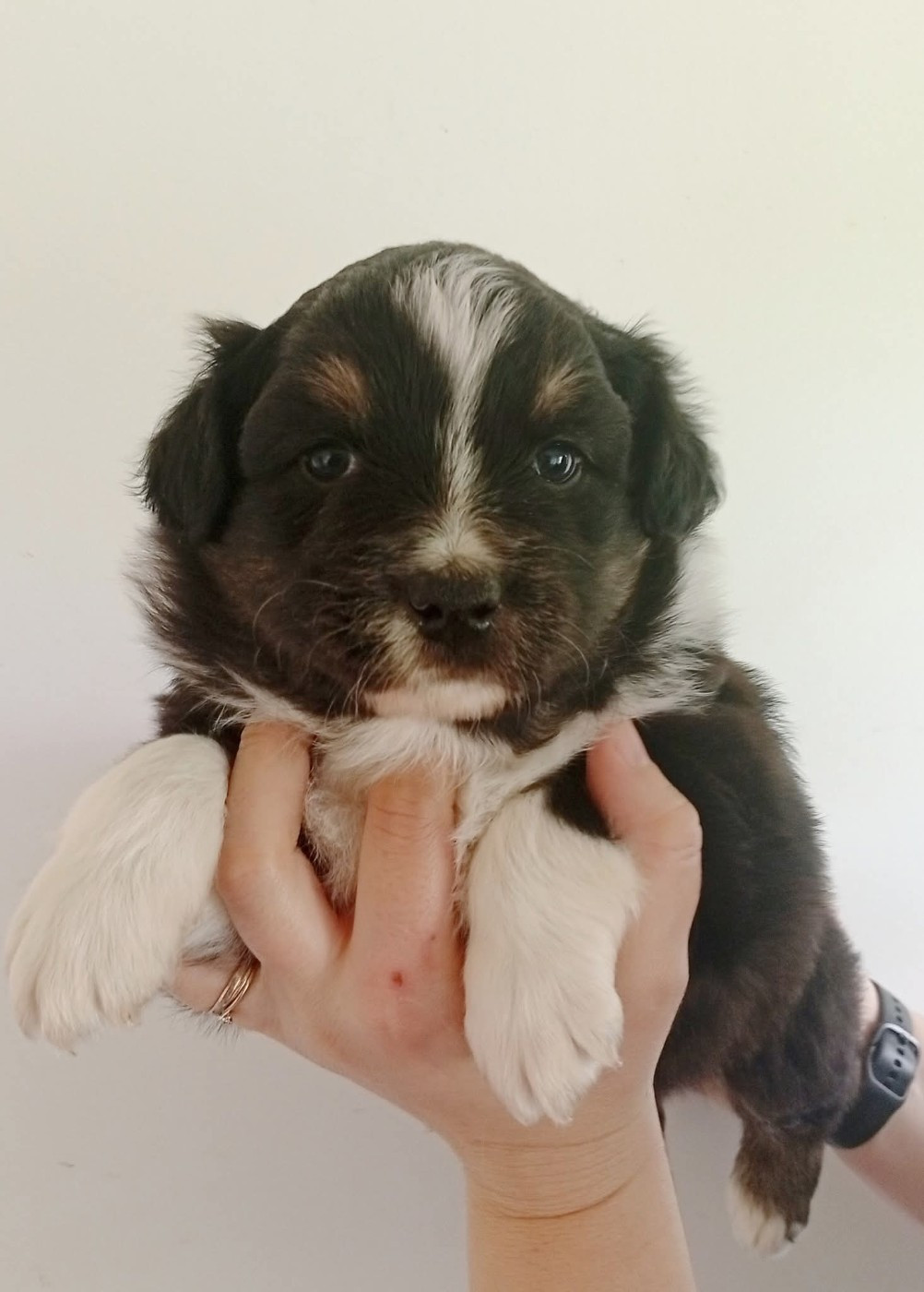 Du Berry Noir - Chiots disponibles - Berger Australien