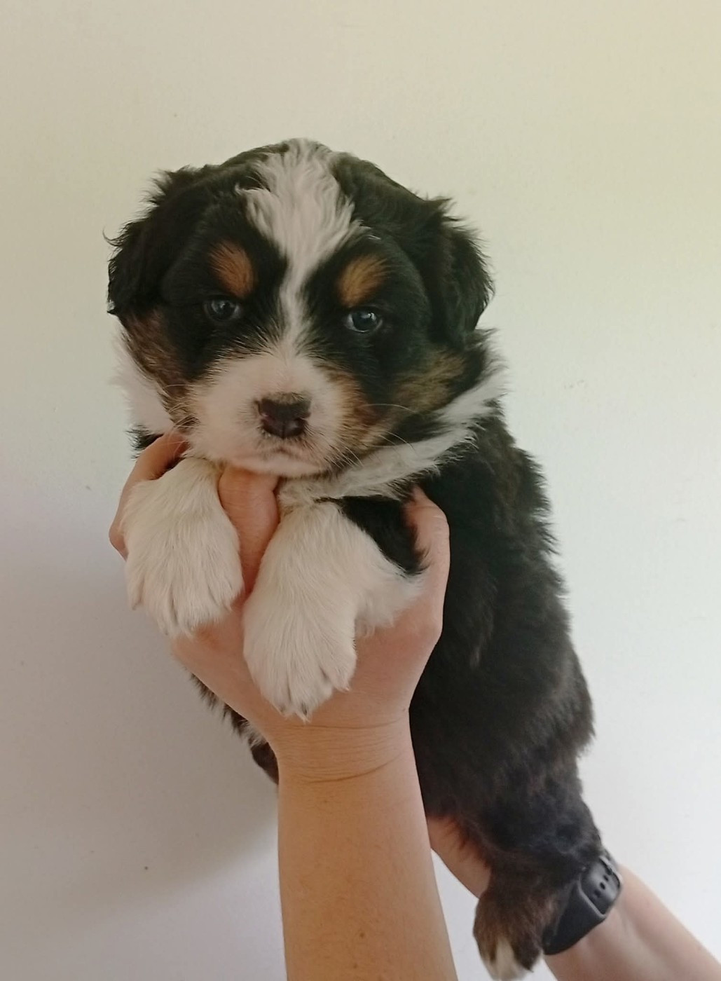 Du Berry Noir - Chiots disponibles - Berger Australien