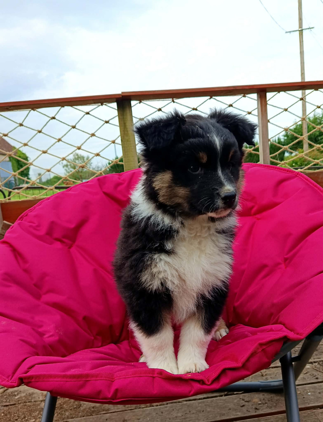 Du Berry Noir - Chiots disponibles - Berger Australien