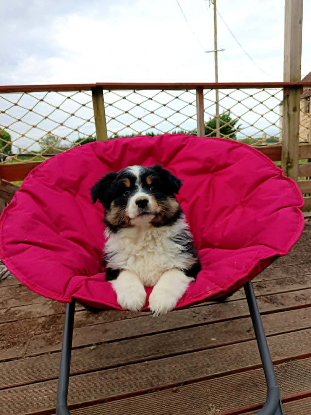 Du Berry Noir - Chiots disponibles - Berger Australien