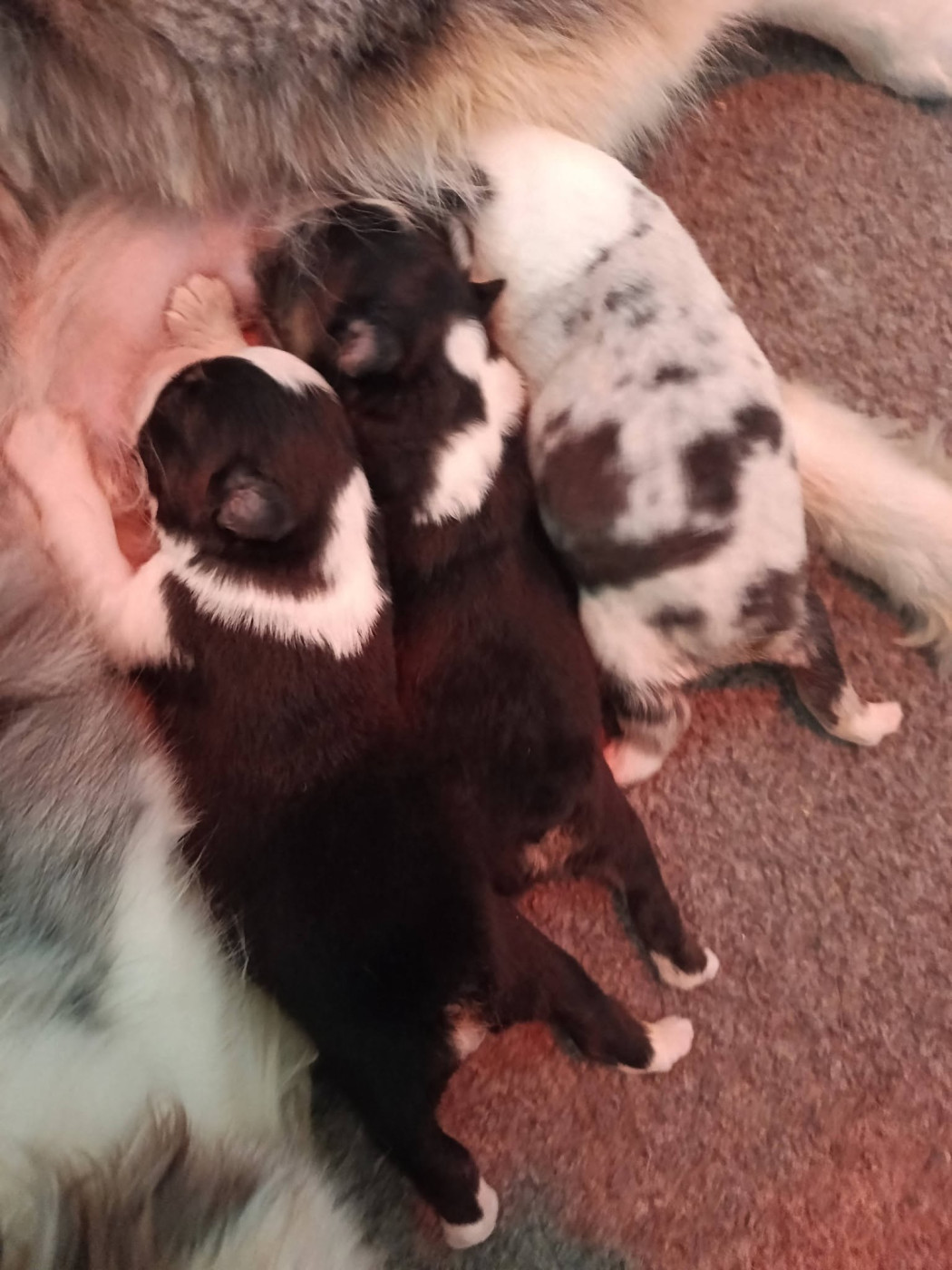 Chiot Berger Australien Du Berry Noir