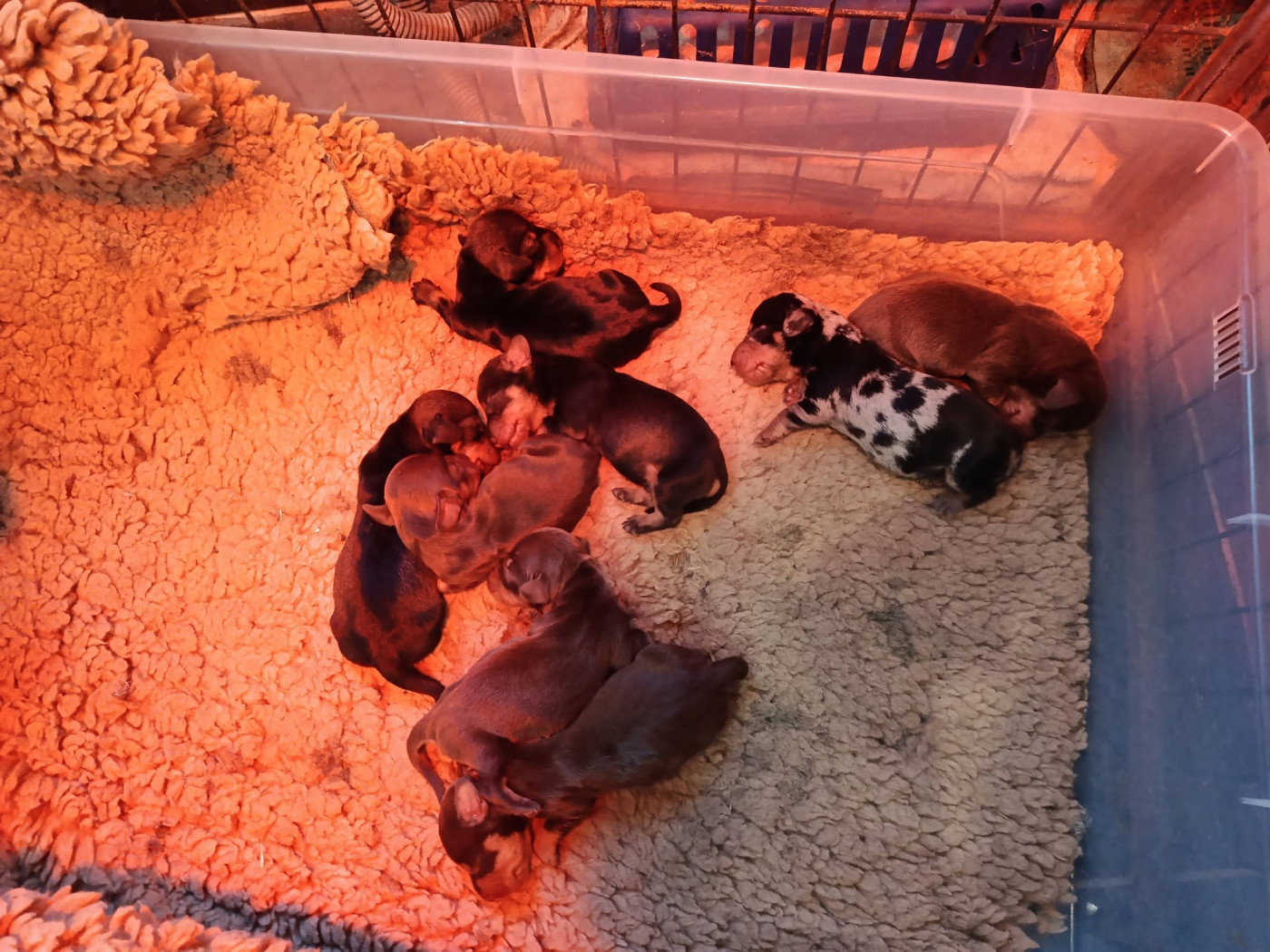 Du Berry Noir - Chiots disponibles - Teckel poil dur
