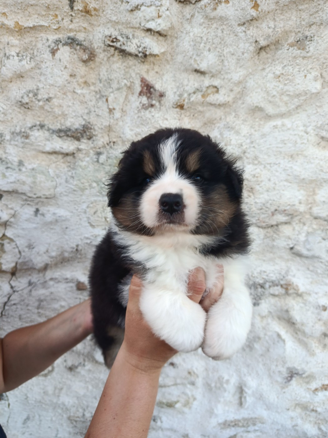 Du Berry Noir - Chiots disponibles - Berger Australien