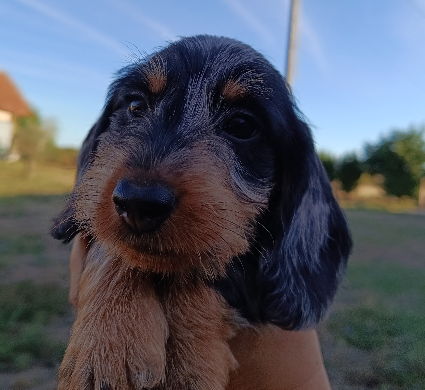 Du Berry Noir - Chiots disponibles - Teckel poil dur