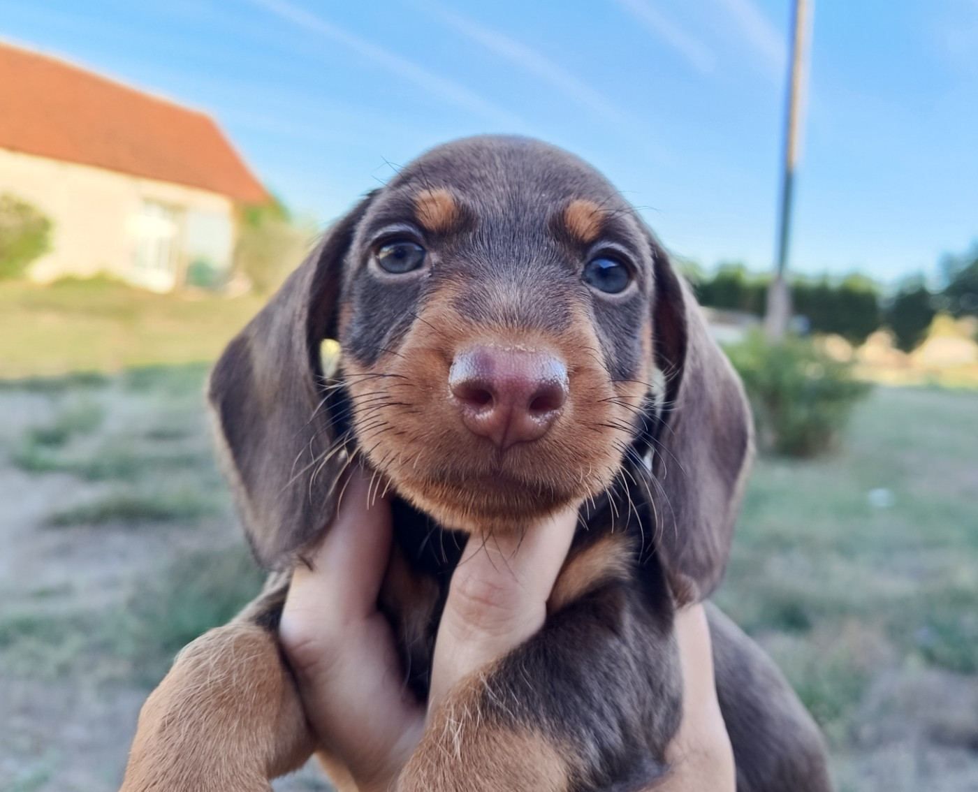 Du Berry Noir - Chiots disponibles - Teckel poil dur