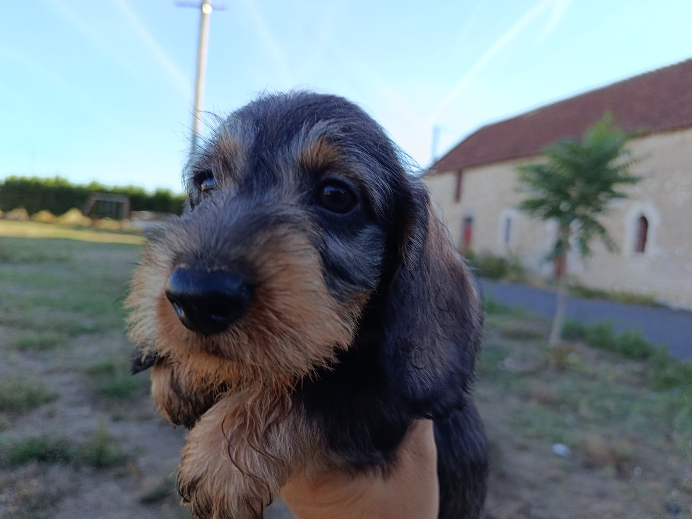 Du Berry Noir - Chiots disponibles - Teckel poil dur