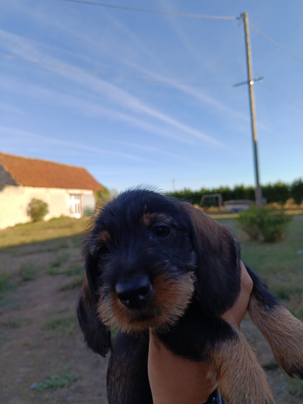 Du Berry Noir - Chiots disponibles - Teckel poil dur