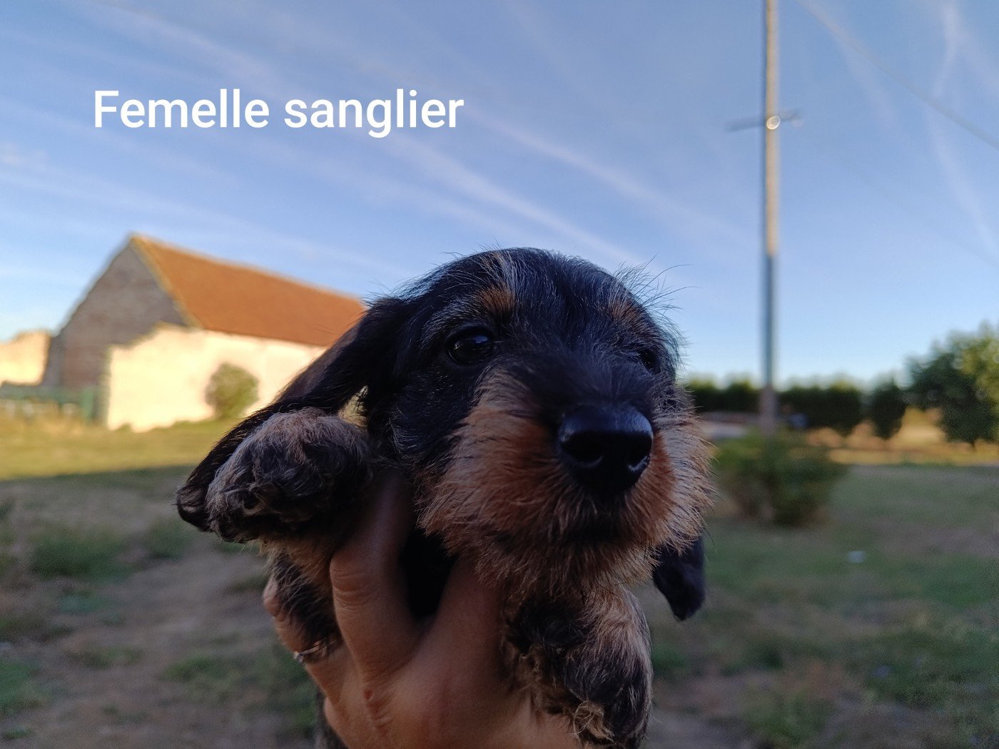 Du Berry Noir - Chiots disponibles - Teckel poil dur