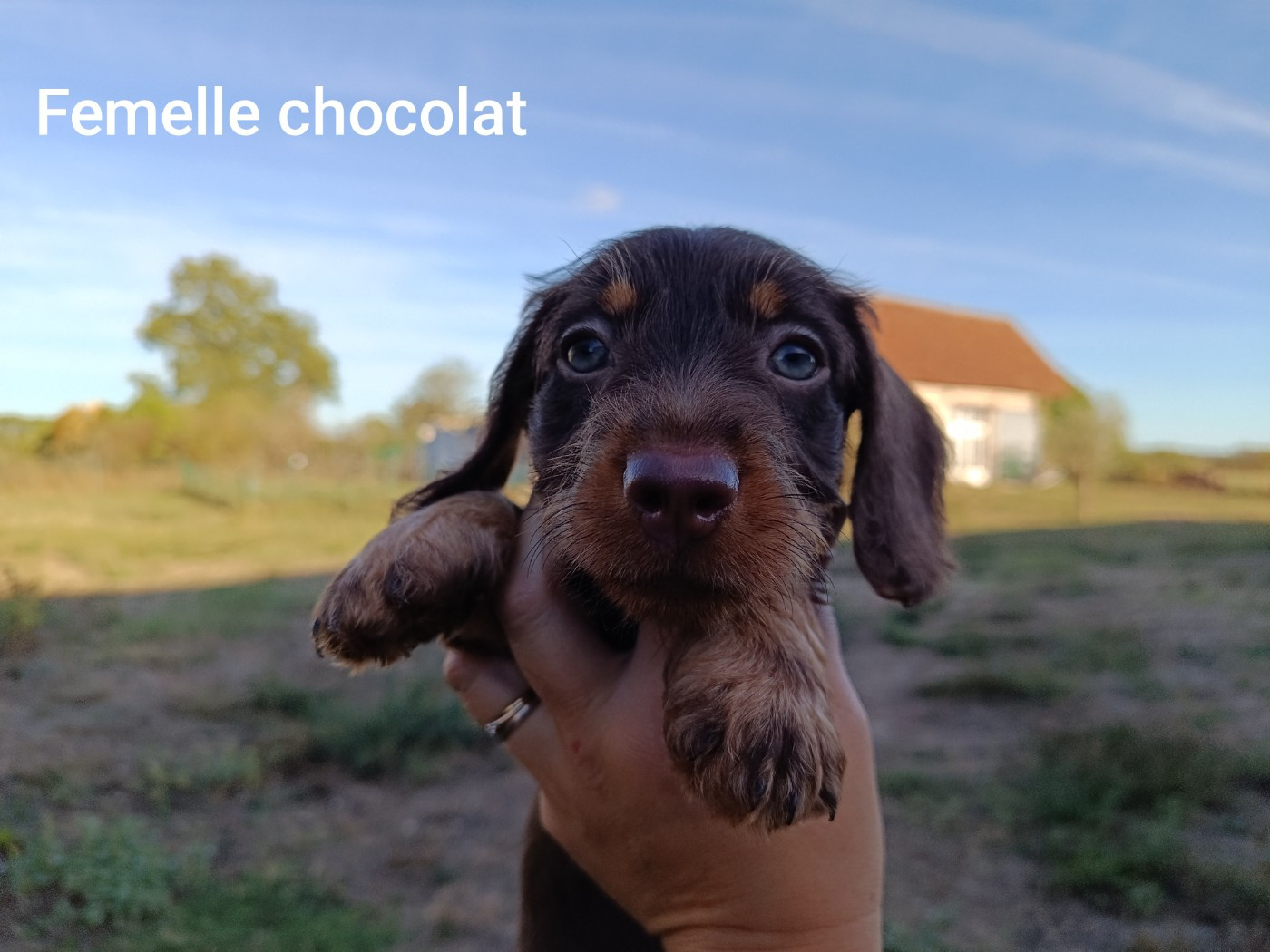 Du Berry Noir - Chiots disponibles - Teckel poil dur