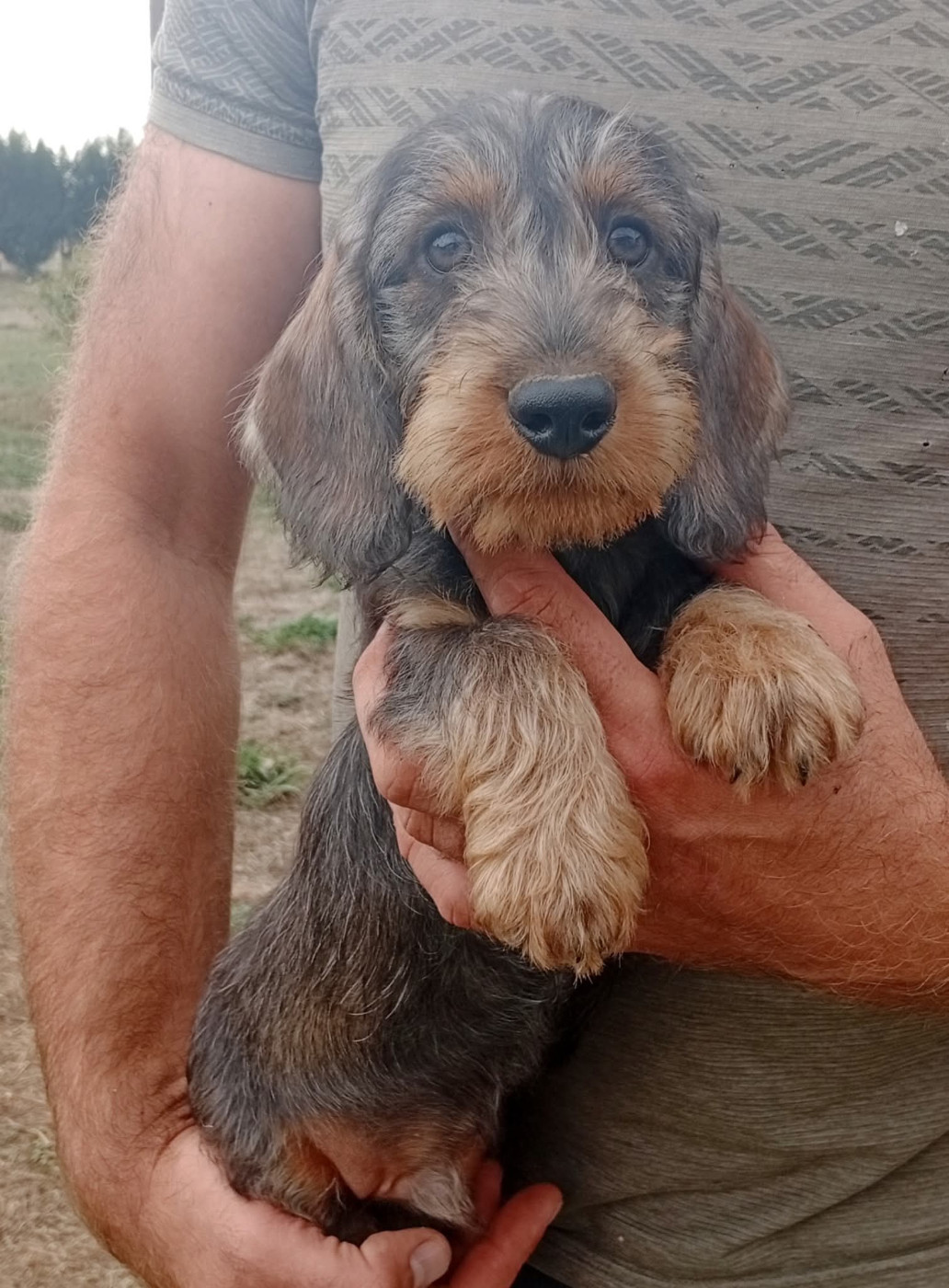 Du Berry Noir - Chiots disponibles - Teckel poil dur