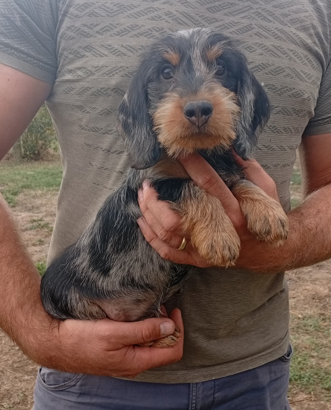 Du Berry Noir - Chiots disponibles - Teckel poil dur