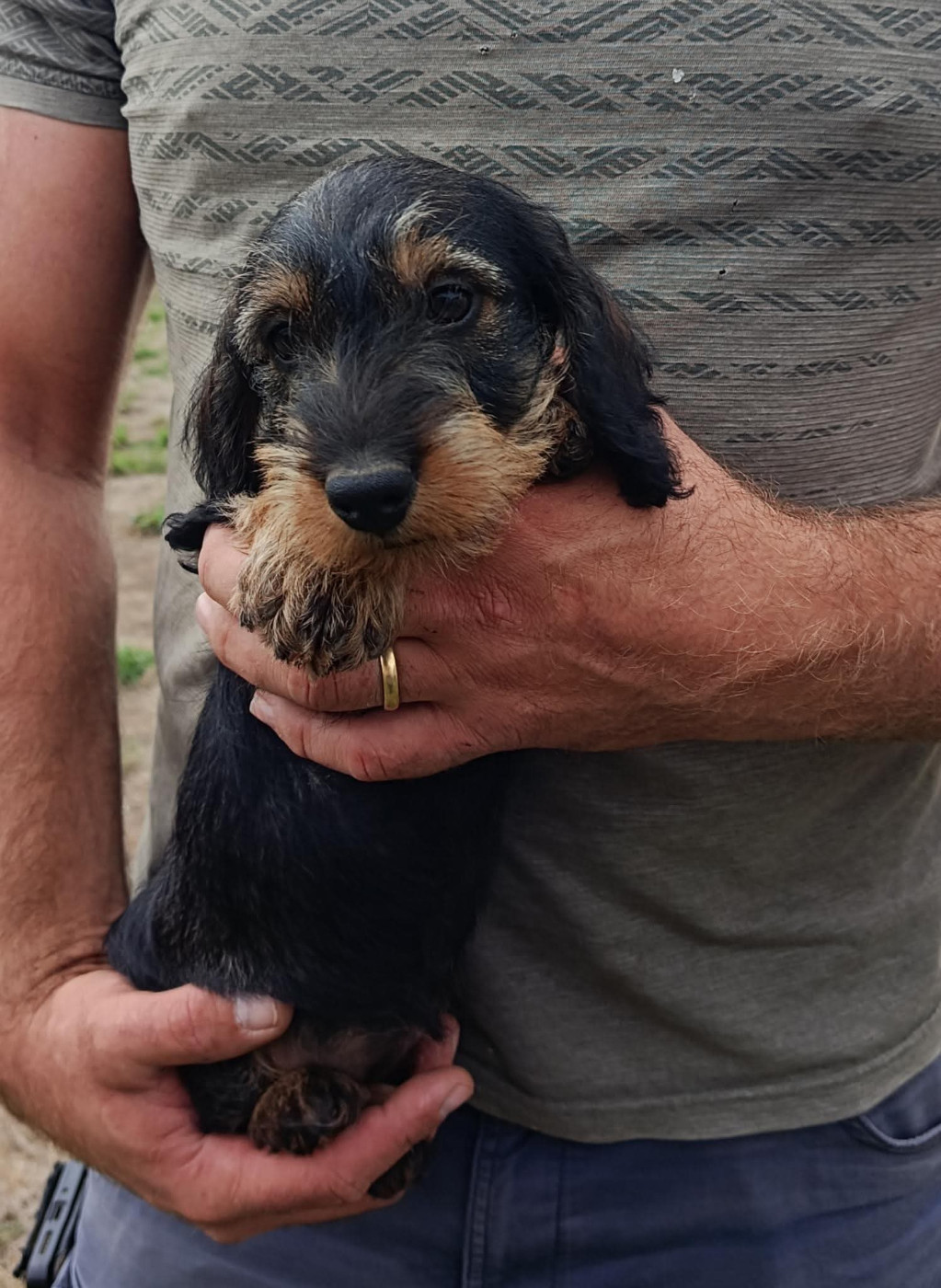 Du Berry Noir - Chiots disponibles - Teckel poil dur