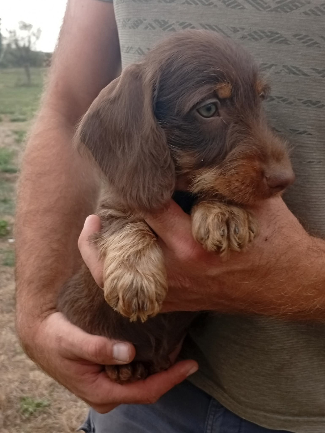 Du Berry Noir - Chiots disponibles - Teckel poil dur