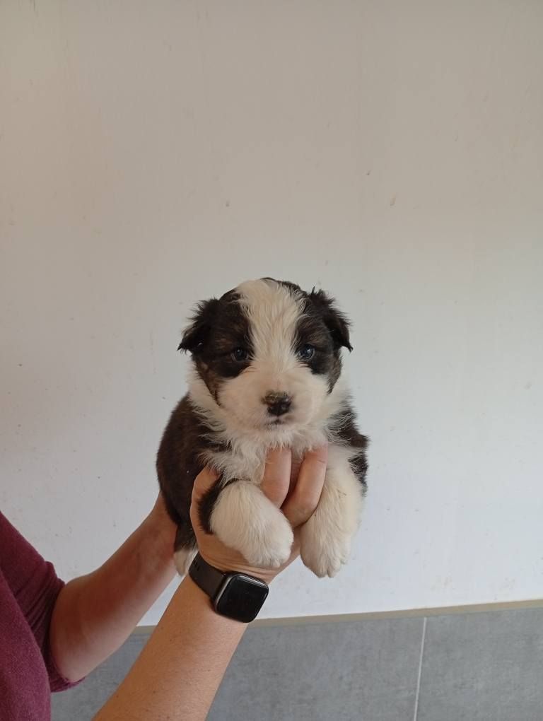 Du Berry Noir - Chiots disponibles - Berger Australien