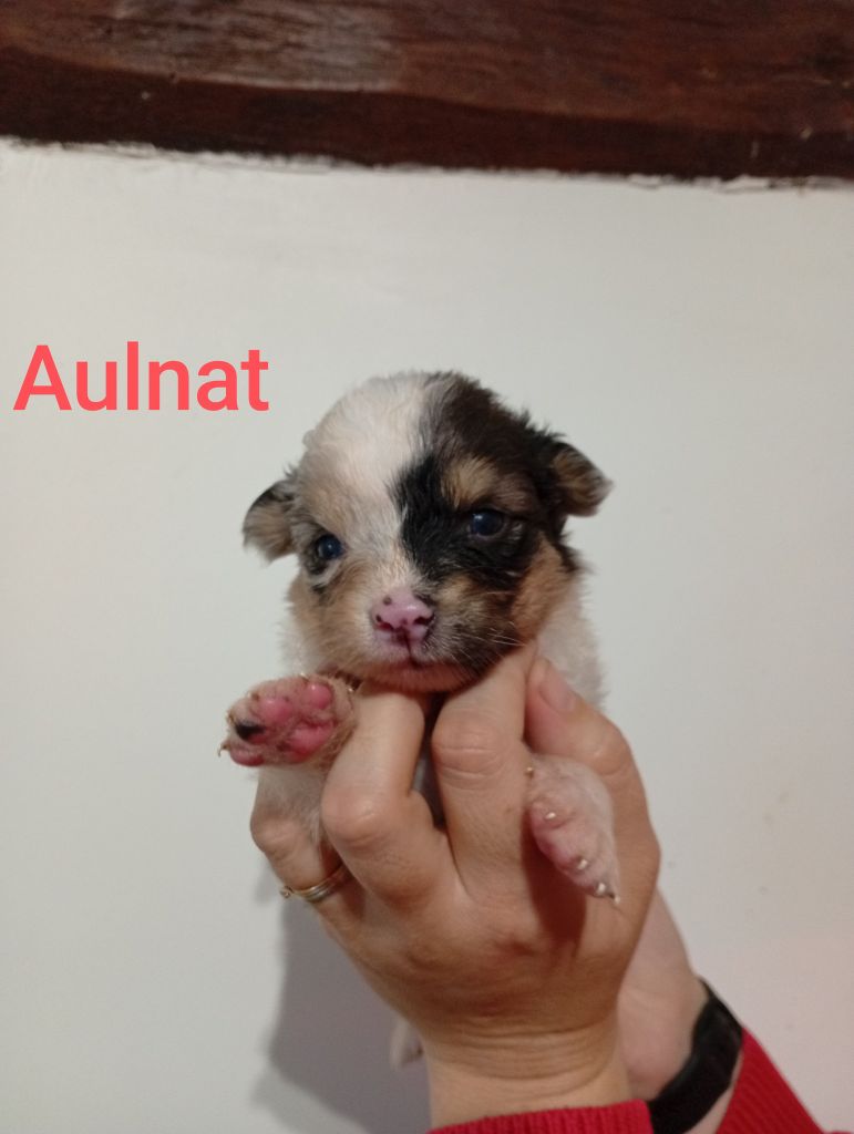 Du Berry Noir - Chiots disponibles - Berger Australien