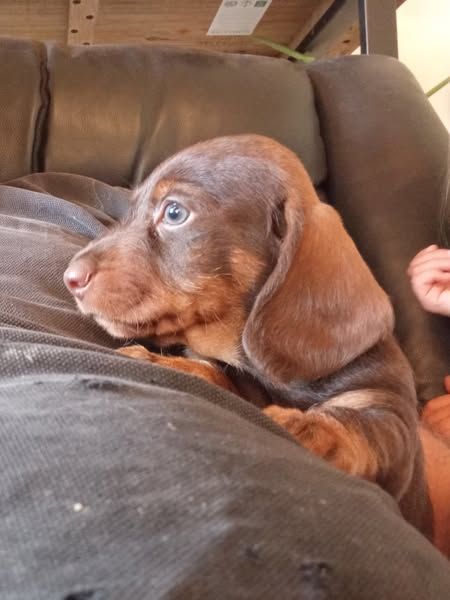 Du Berry Noir - Chiots disponibles - Teckel poil dur