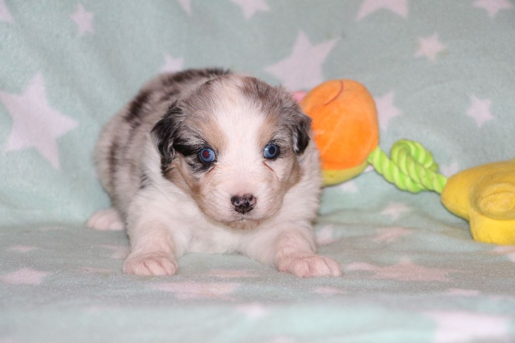 Du Berry Noir - Berger Australien - Portée née le 11/10/2017