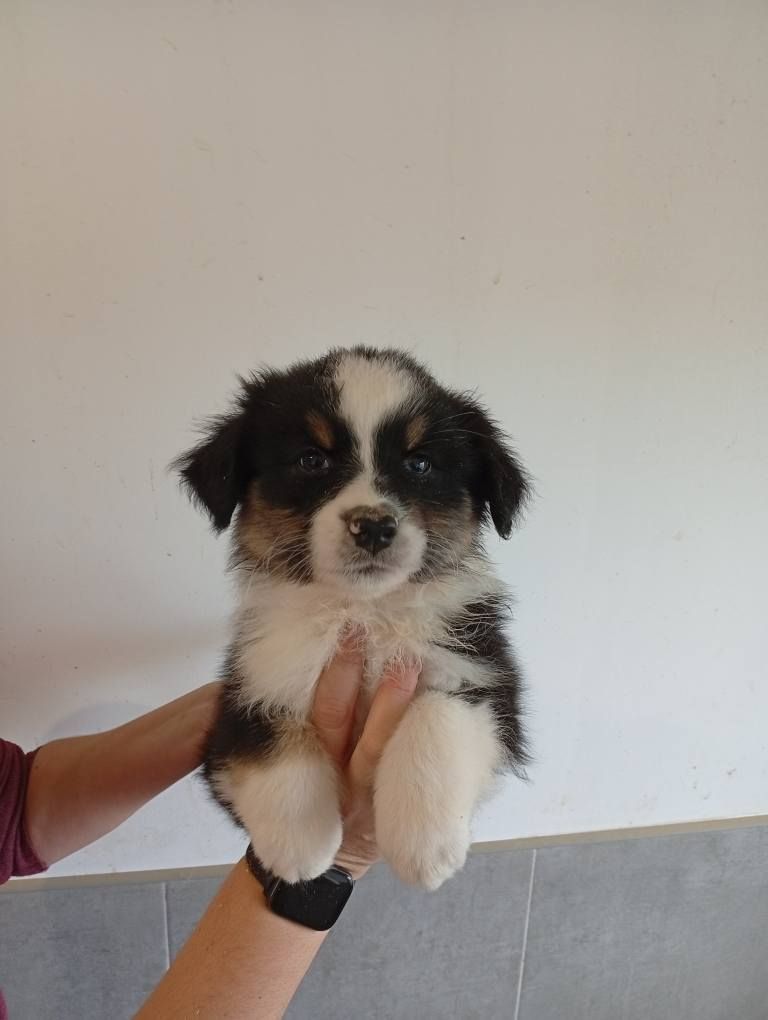 Du Berry Noir - Chiots disponibles - Berger Australien