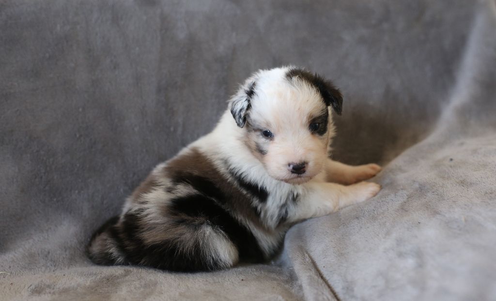 Du Berry Noir - Berger Australien - Portée née le 01/06/2018