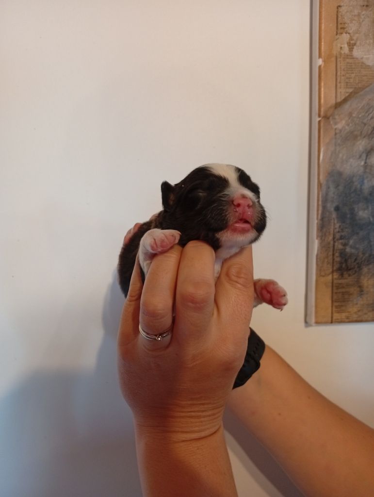 Du Berry Noir - Chiots disponibles - Berger Australien