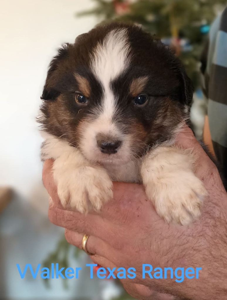 Du Berry Noir - Berger Australien - Portée née le 06/12/2024