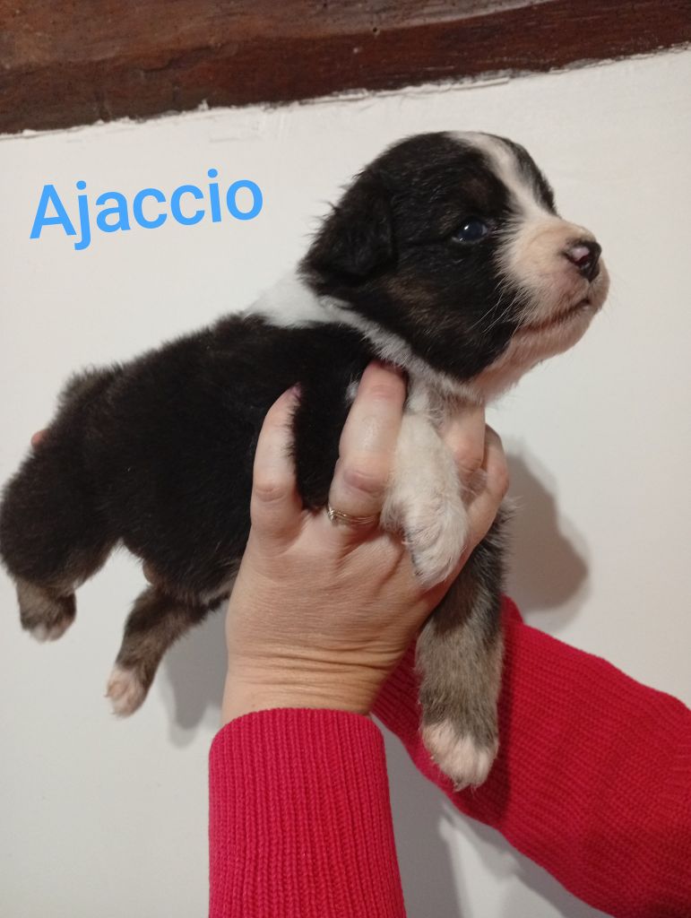 Du Berry Noir - Chiots disponibles - Berger Australien
