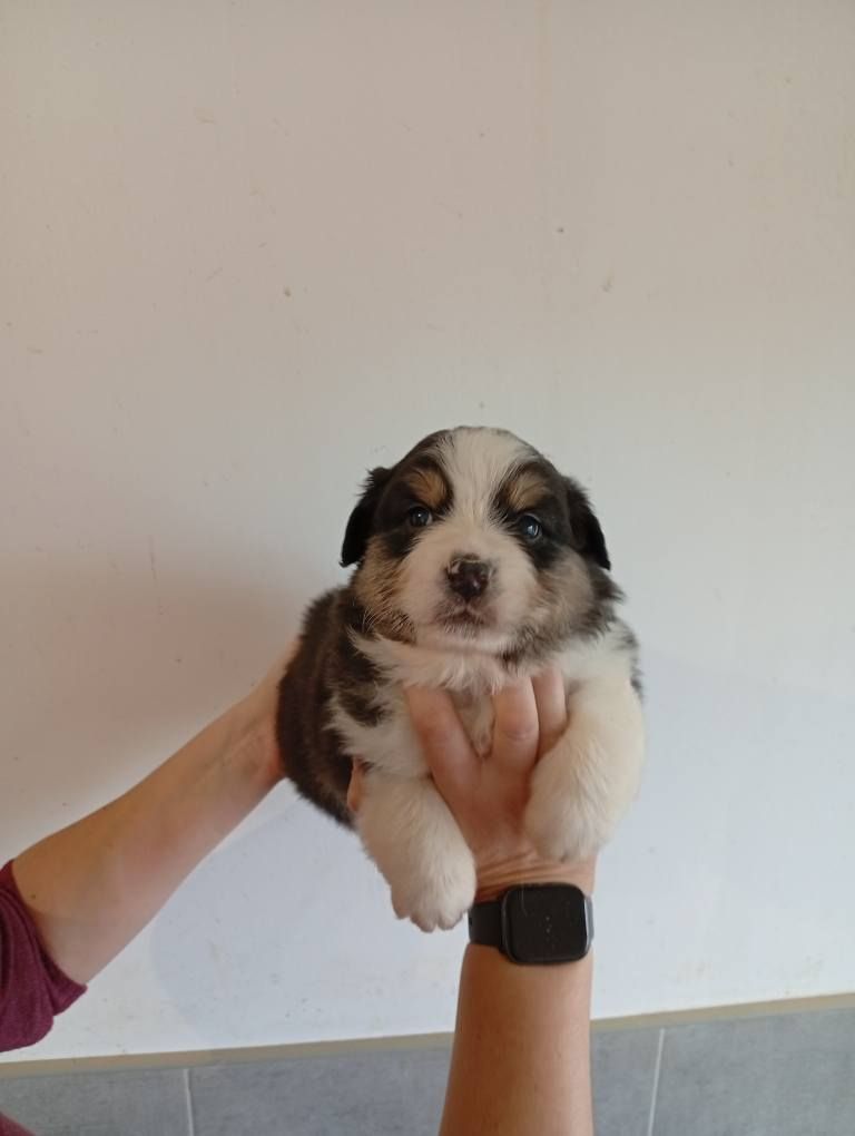 Du Berry Noir - Chiots disponibles - Berger Australien