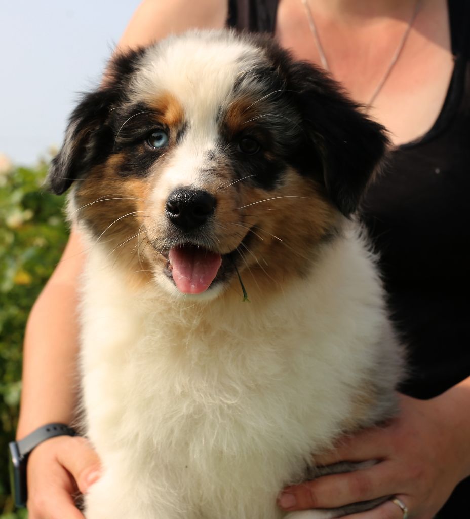 Du Berry Noir - Chiots disponibles - Berger Australien