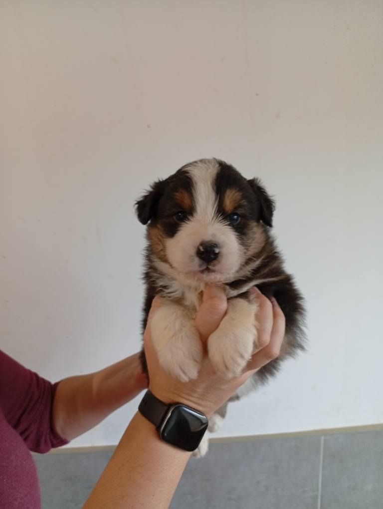 Du Berry Noir - Chiots disponibles - Berger Australien