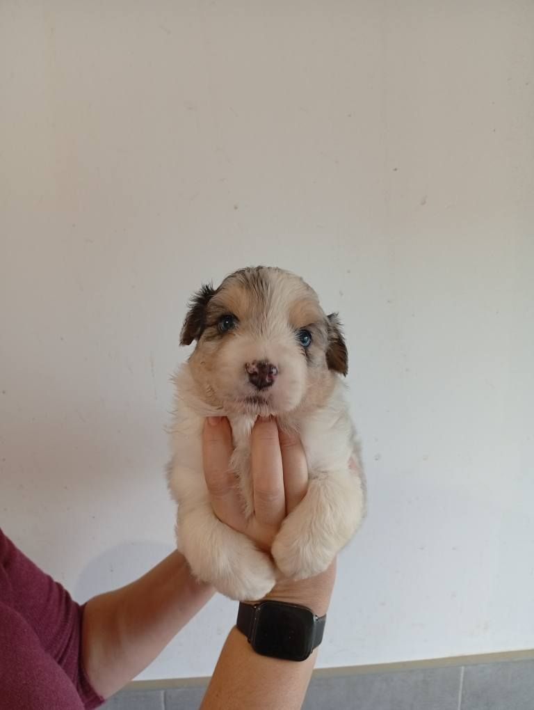 Du Berry Noir - Chiots disponibles - Berger Australien