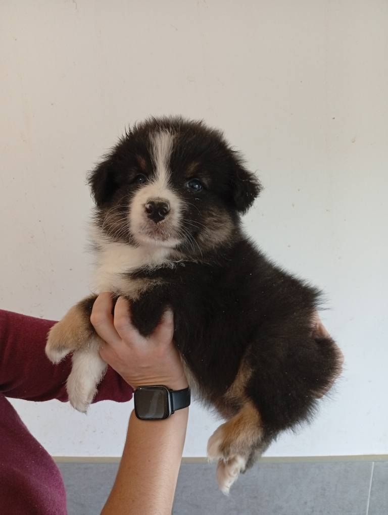 Du Berry Noir - Chiots disponibles - Berger Australien