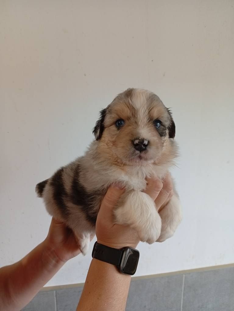 Du Berry Noir - Chiots disponibles - Berger Australien