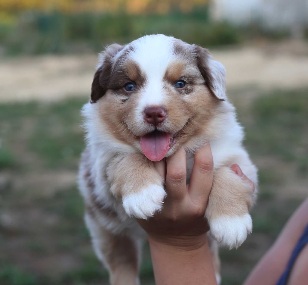 Du Berry Noir - Berger Australien - Portée née le 13/08/2020