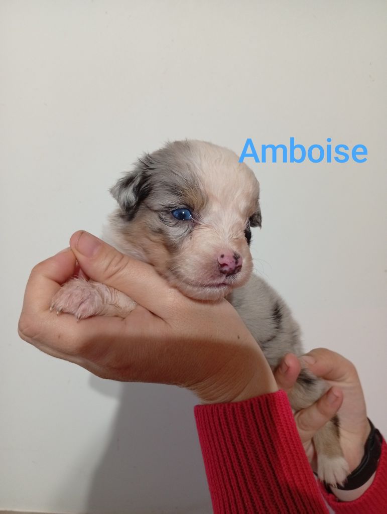 Du Berry Noir - Chiots disponibles - Berger Australien