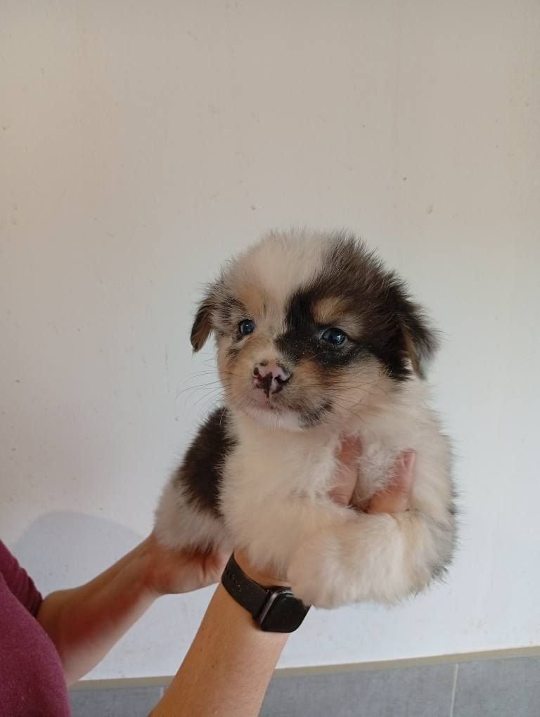 Du Berry Noir - Chiots disponibles - Berger Australien