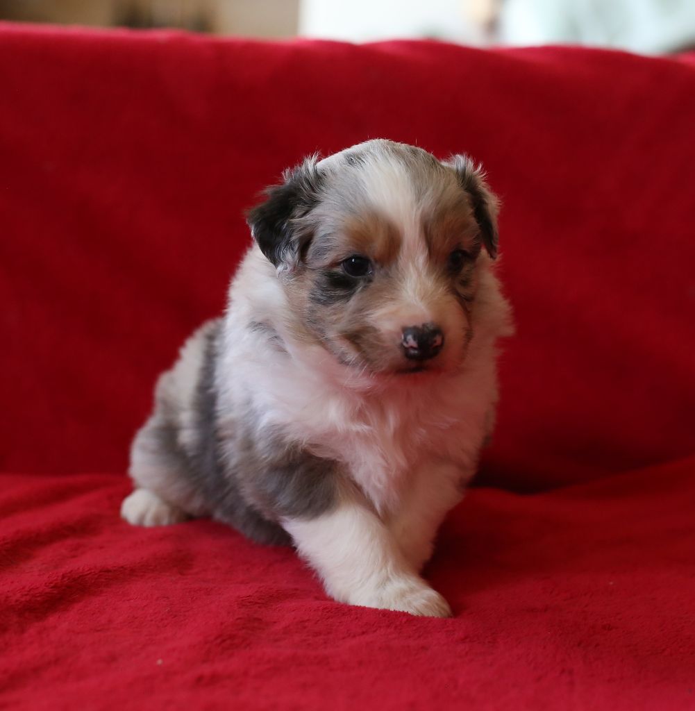 Du Berry Noir - Berger Australien - Portée née le 30/07/2019