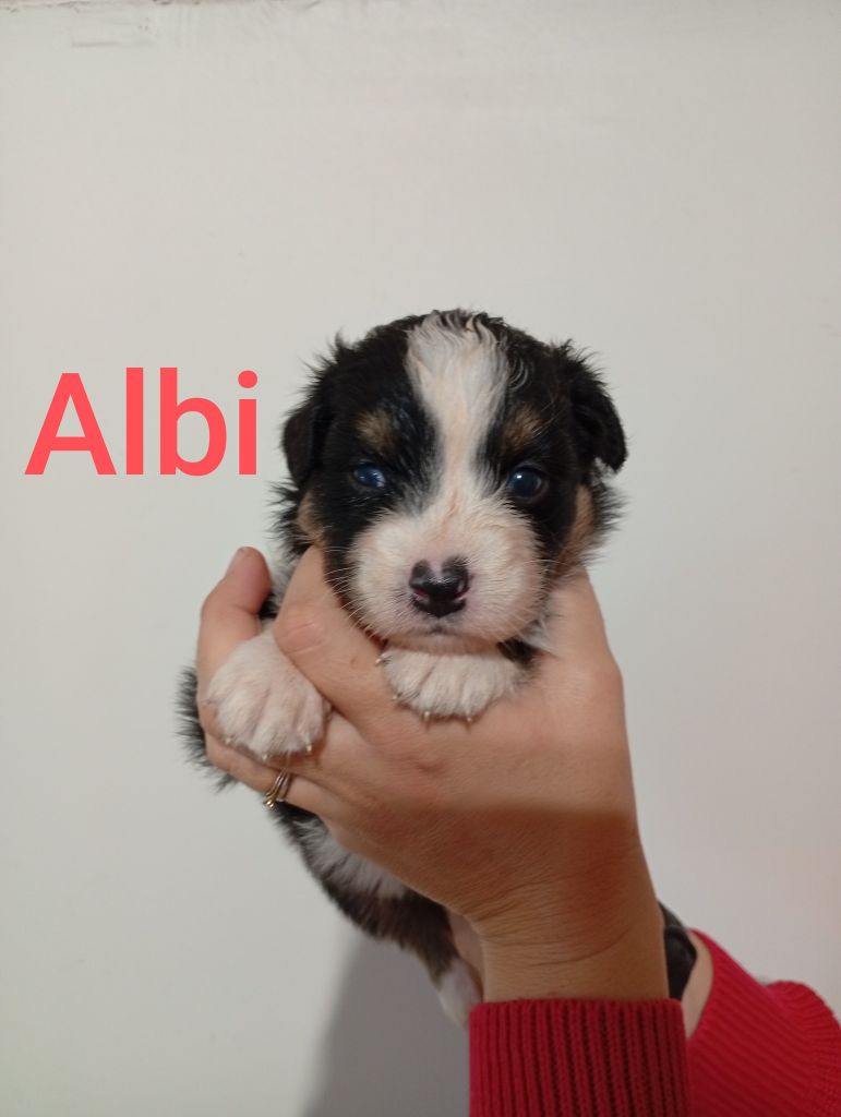 Du Berry Noir - Chiots disponibles - Berger Australien