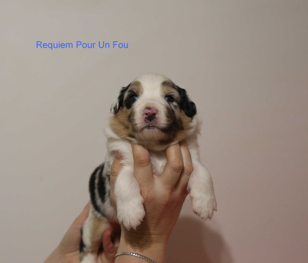 Du Berry Noir - Berger Australien - Portée née le 25/12/2020