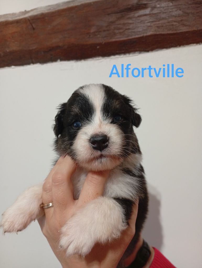 Du Berry Noir - Chiots disponibles - Berger Australien