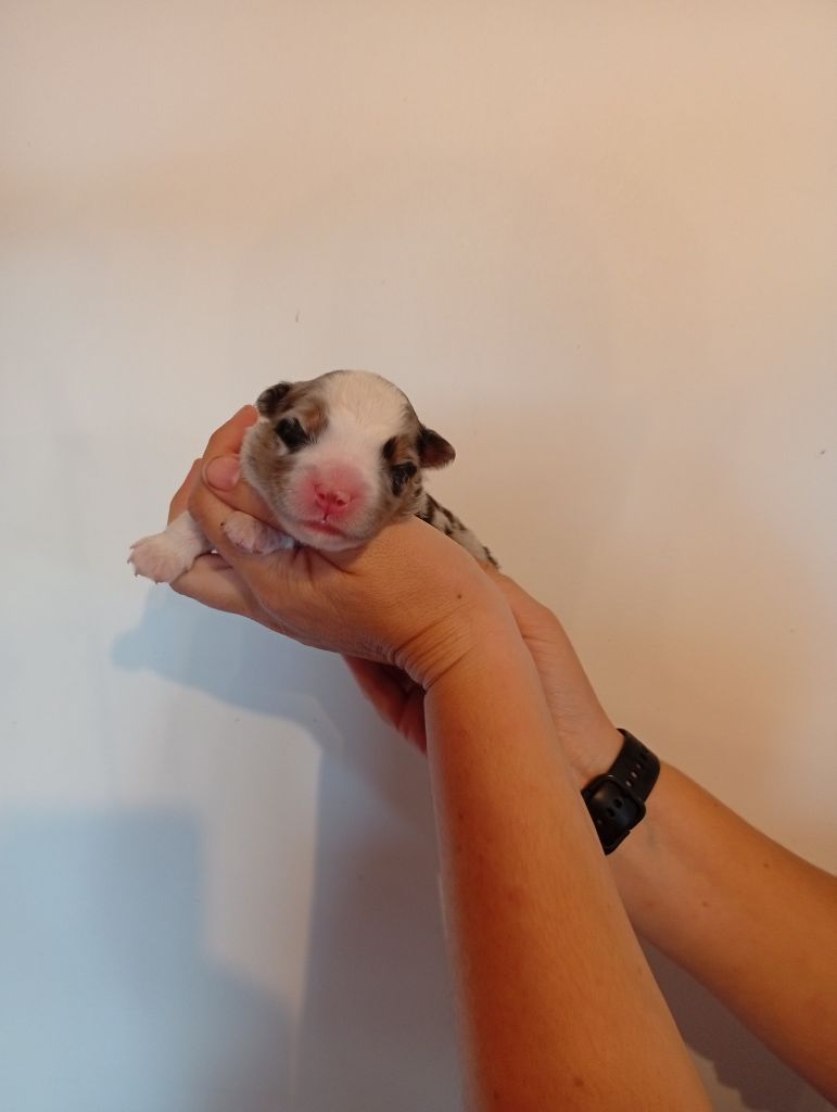 Du Berry Noir - Chiots disponibles - Berger Australien
