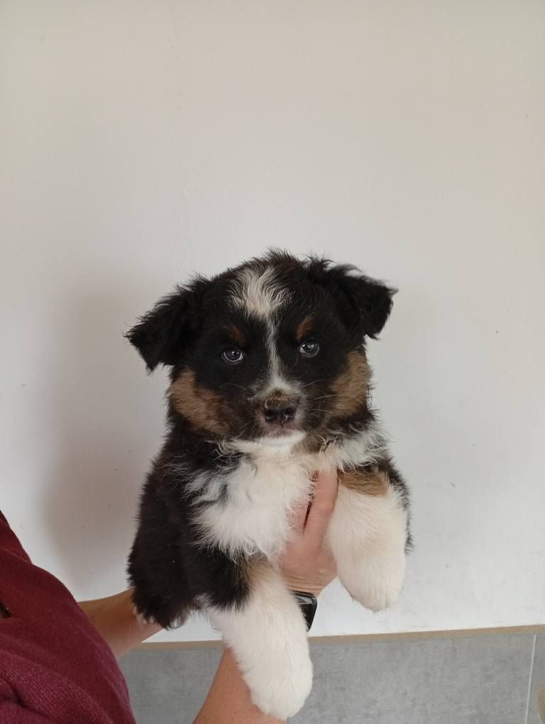 Du Berry Noir - Chiots disponibles - Berger Australien