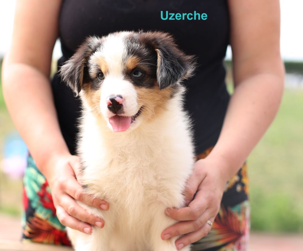 Du Berry Noir - Berger Australien - Portée née le 06/05/2023