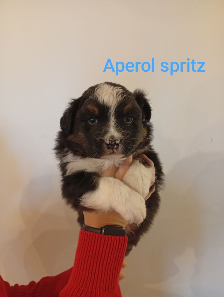 Du Berry Noir - Chiots disponibles - Berger Australien