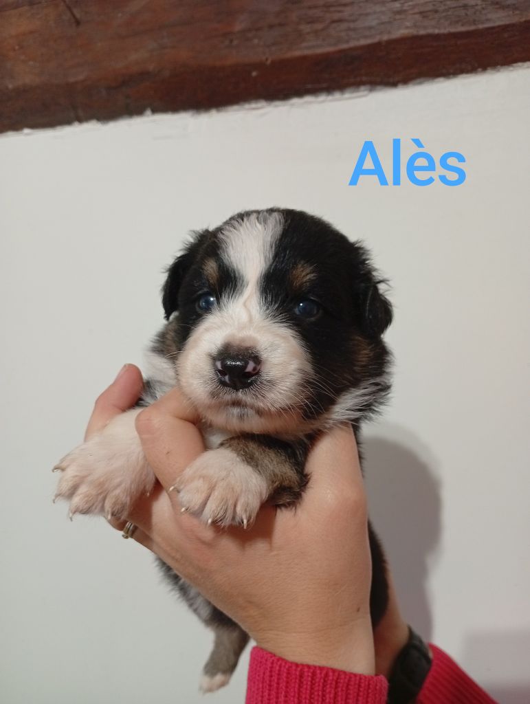 Du Berry Noir - Chiots disponibles - Berger Australien