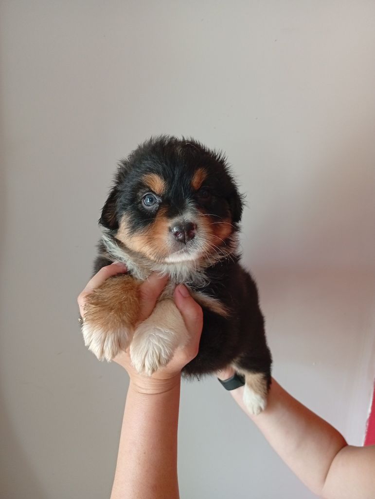 Du Berry Noir - Chiots disponibles - Berger Australien