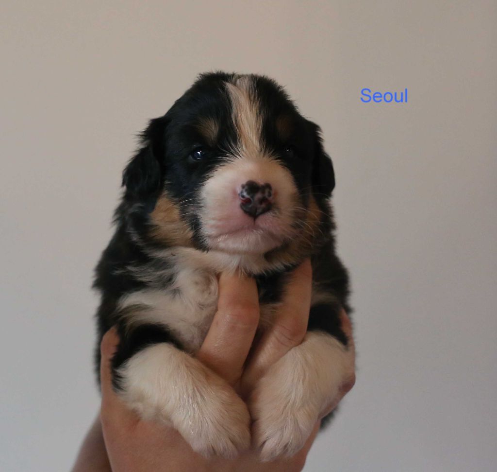 Du Berry Noir - Berger Australien - Portée née le 09/02/2021