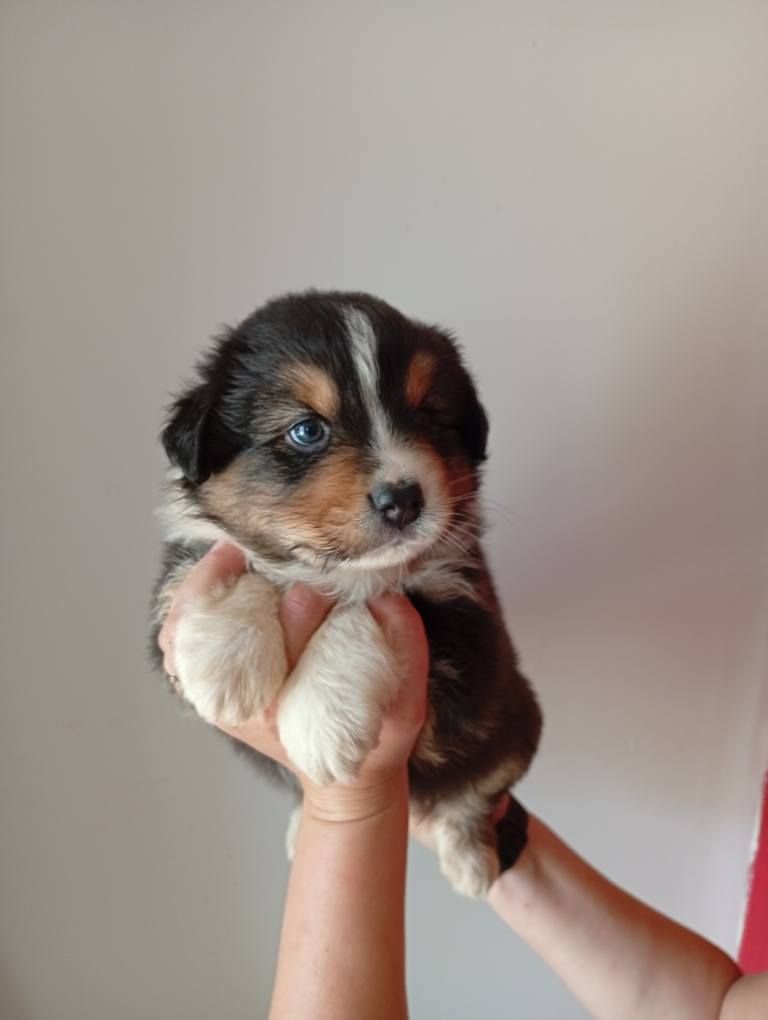Du Berry Noir - Chiots disponibles - Berger Australien