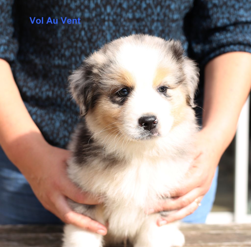 Du Berry Noir - Berger Australien - Portée née le 25/07/2024