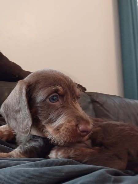 Du Berry Noir - Chiots disponibles - Teckel poil dur